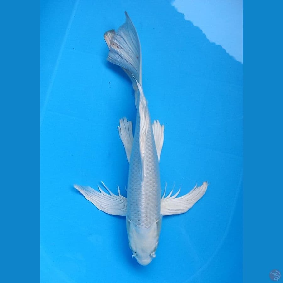 kumpai gondrong 40cm male