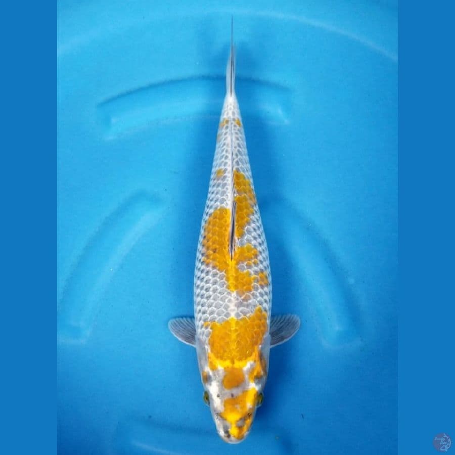 KOGANE OCHIBA 38 CM FM