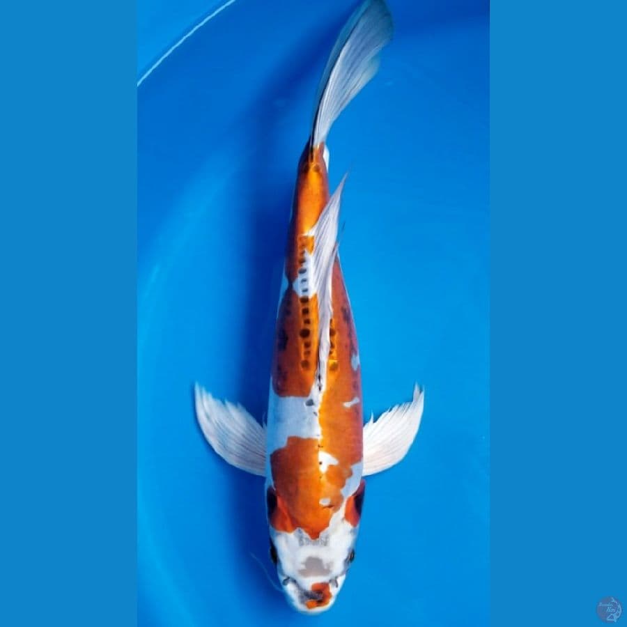 BENI KIKOKURYU 36 CM