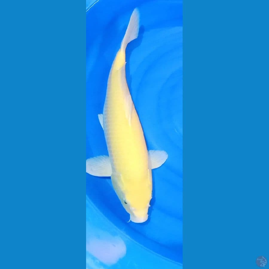 KARASI JUMBO 50 CM