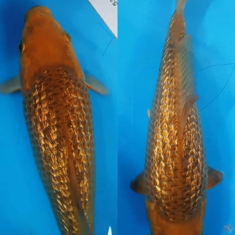 caramel ginrin 25 cm