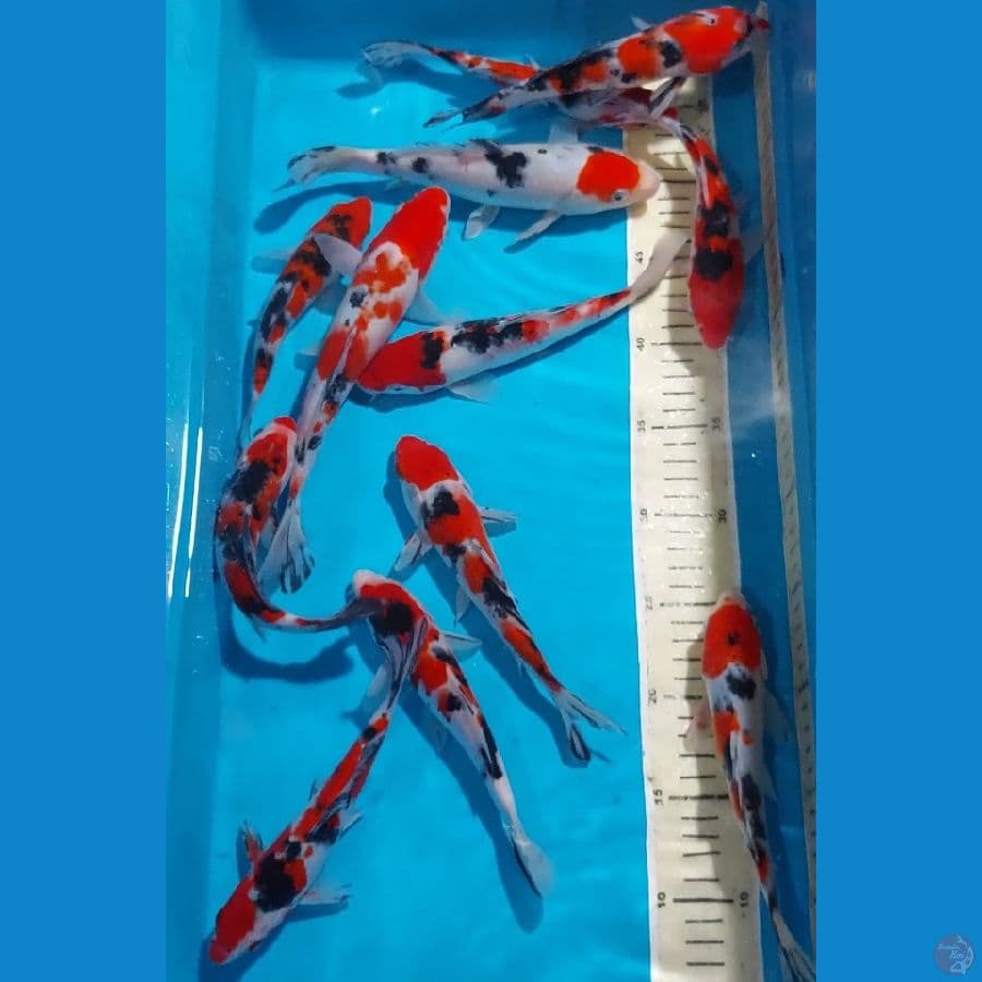 SANKE 17-24 CM 12 EKOR