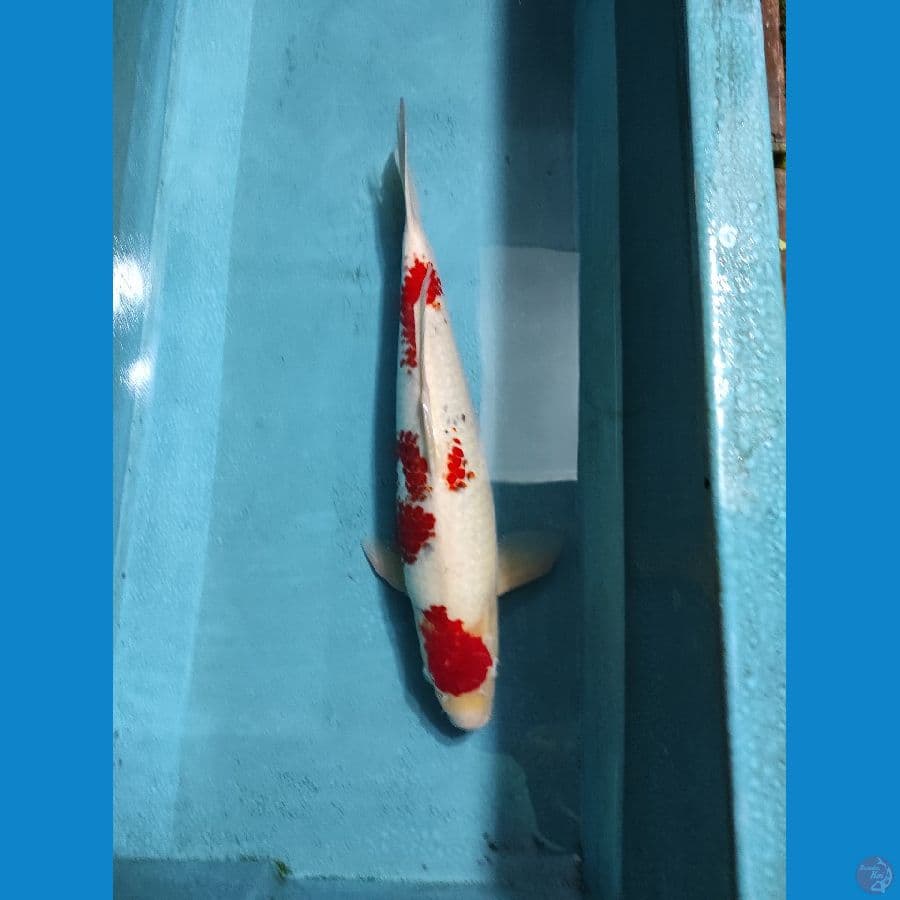 Ai Goromo Jantan 56cm