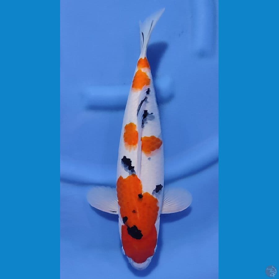 SANKE HQ BAKAT JUMBO ~41cm/Feemale~