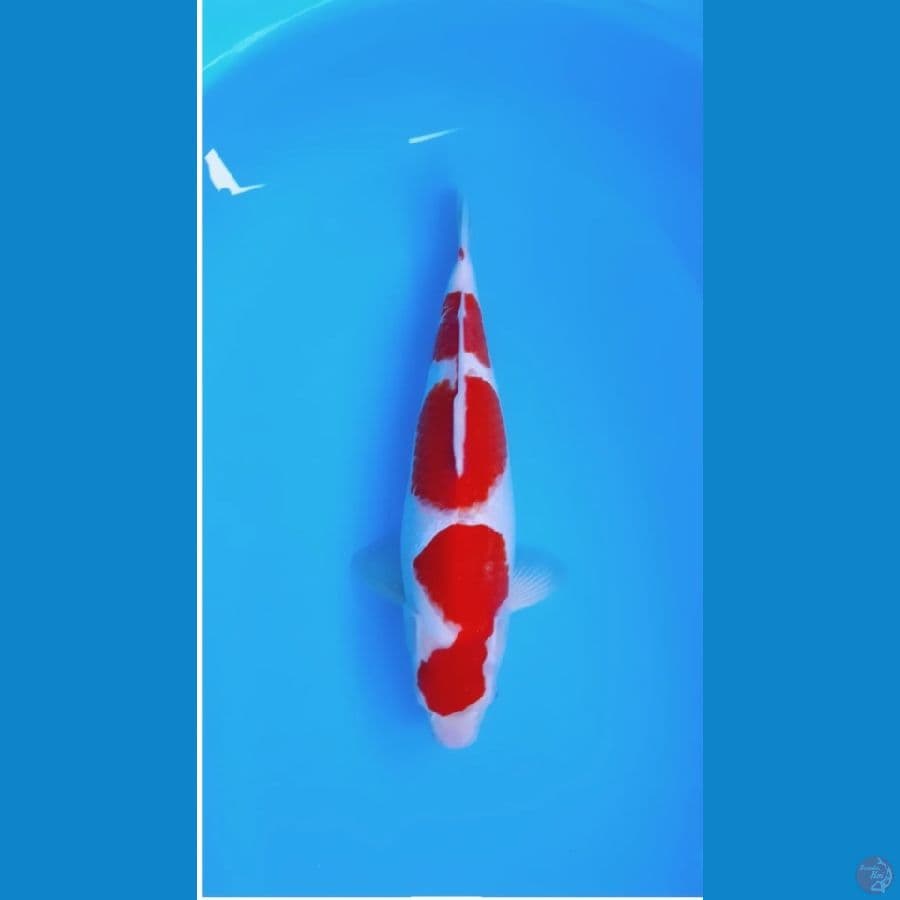 Kohaku 37cm