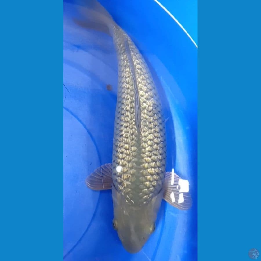 soragoi bulky punuk 35 cm