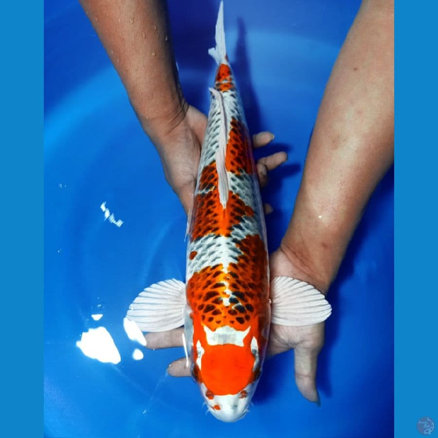KUJAKU 45 CM MALE. ????????????????????