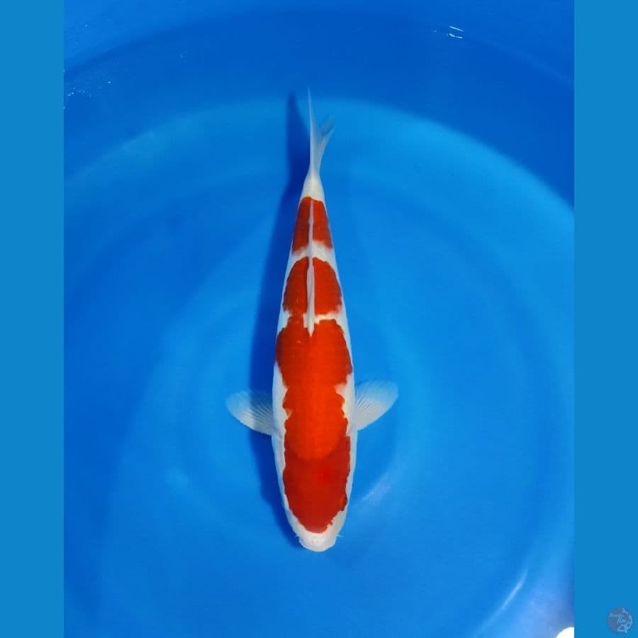 KOHAKU BAKAT JUMBO 40CM