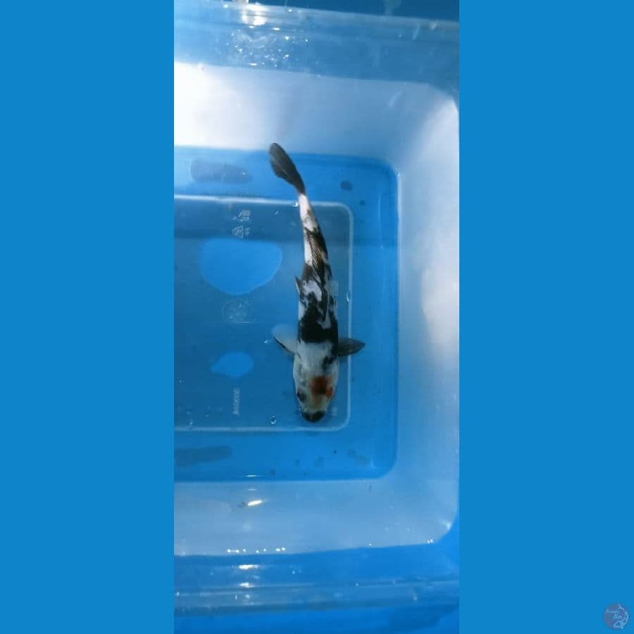 showa 12 cm
