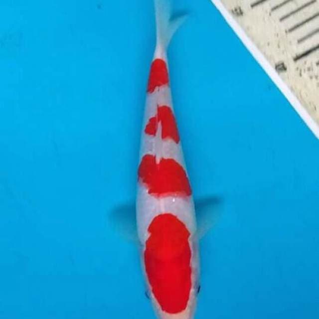 Kohaku.4step.super.ori.size.20cm