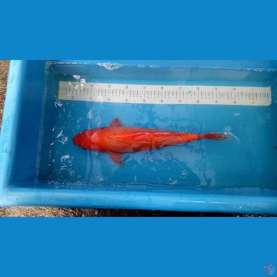 BENIGOI 40CM