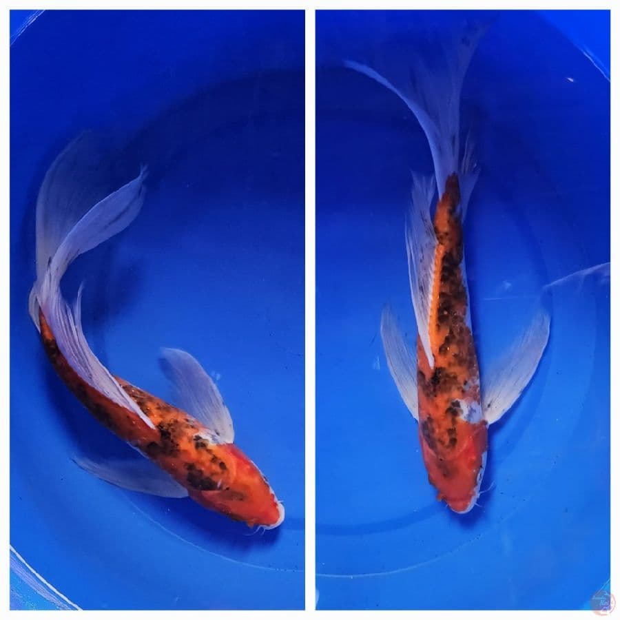 41cm kumpay gondrong