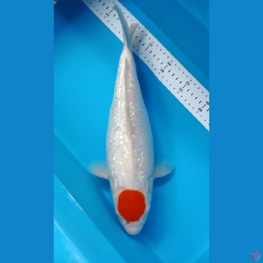 LA09 TANCO KOHAKU GINRIN F 37CM