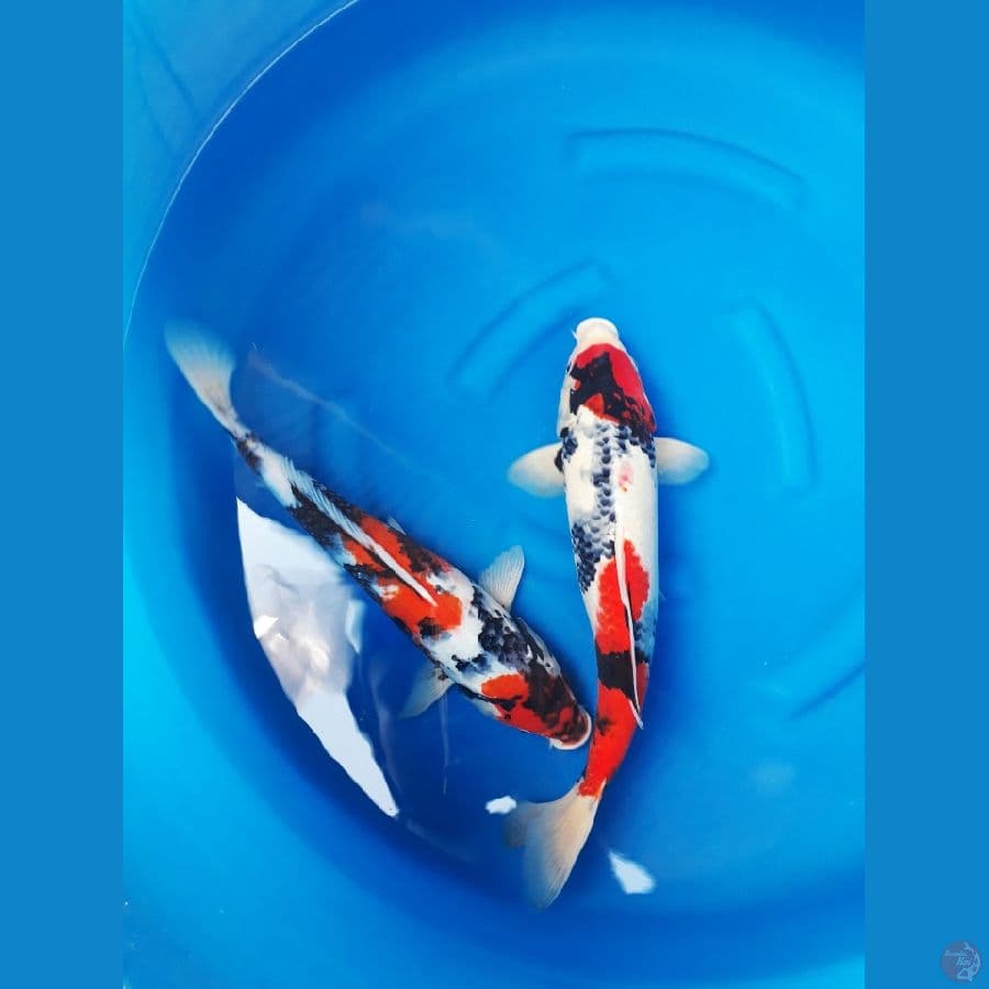 f1 omosako 41cm