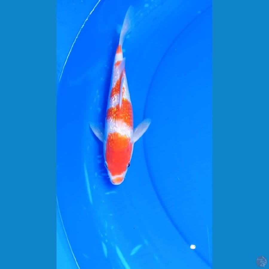 KOHAKU GINDRIN 24 CM STEP 3 ORI