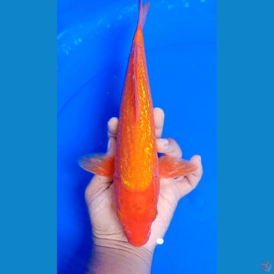 BENIGOI GINDRIN 27 CM