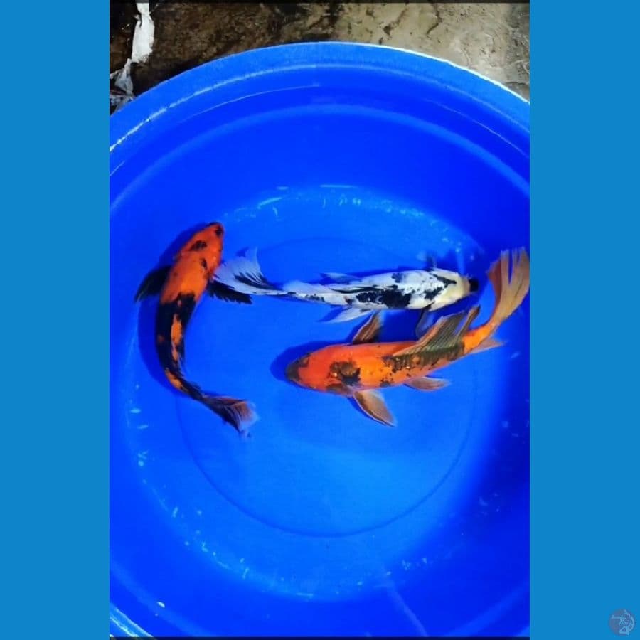 35-39 CM KUMPAY