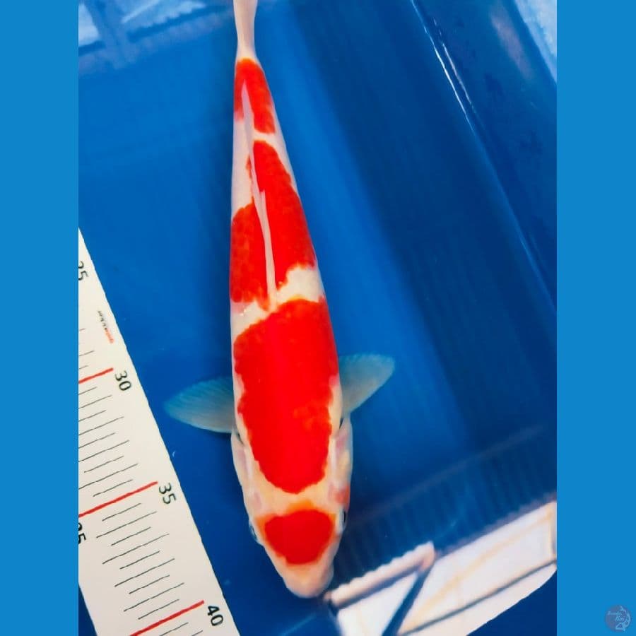 kohaku 27cm