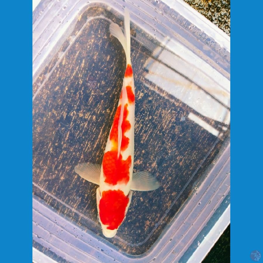 kohaku 22cm
