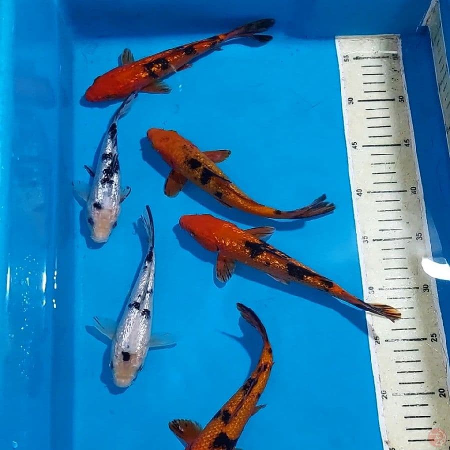 AKABEKKO&BEKKO GINDRIN 16-20 CM