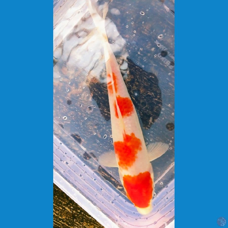 kohaku 24cm