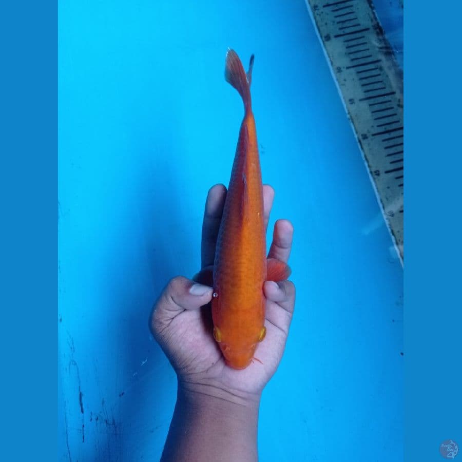 CARAMEL 27CM HOT
