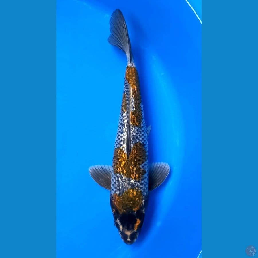 KOGANE GINRIN 35CM