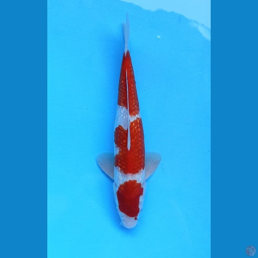 sandan kohaku 31cm