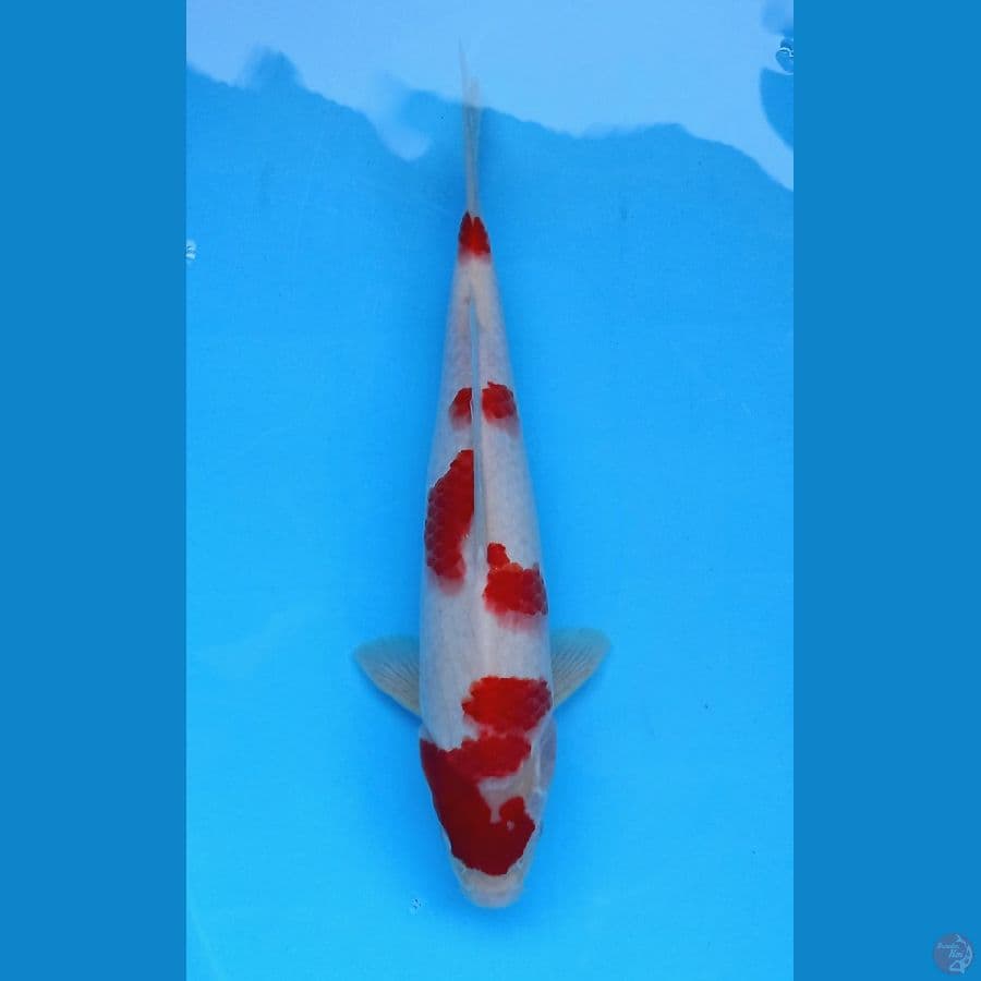 kohaku sakura 37cm male