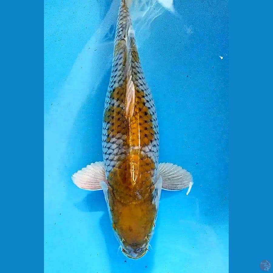 39 cm ochiba gendong telur
