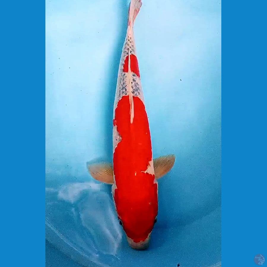 49 cm super red goshiki