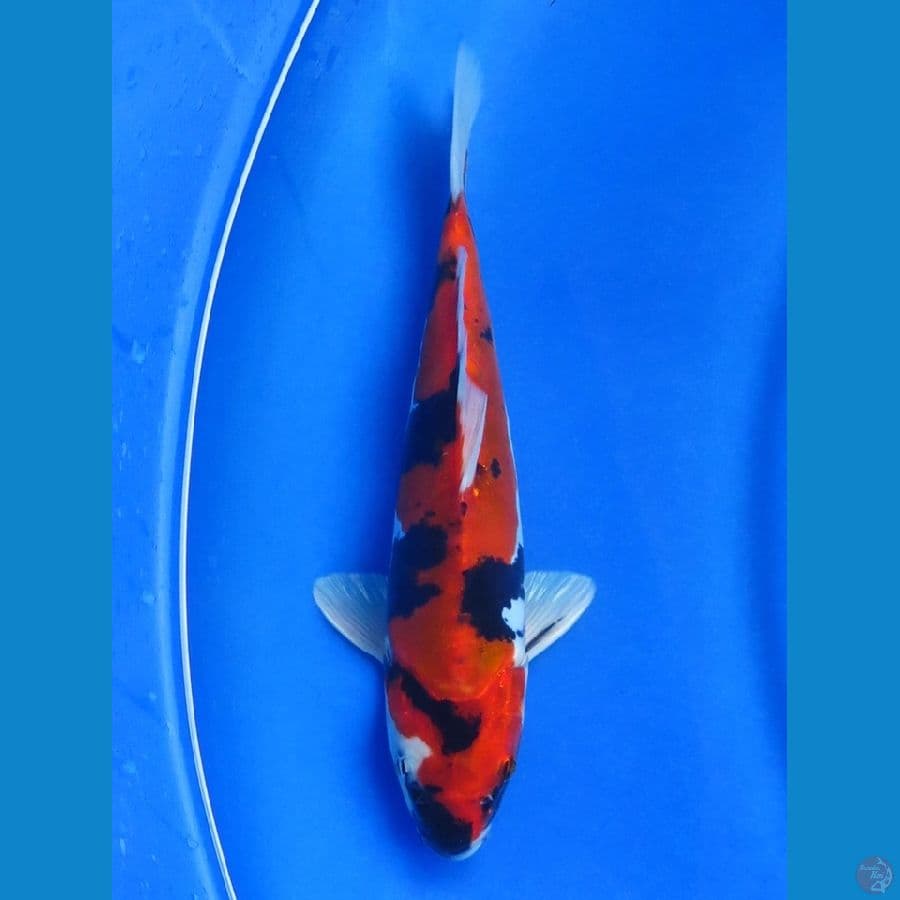 26cm - Showa Doitsu