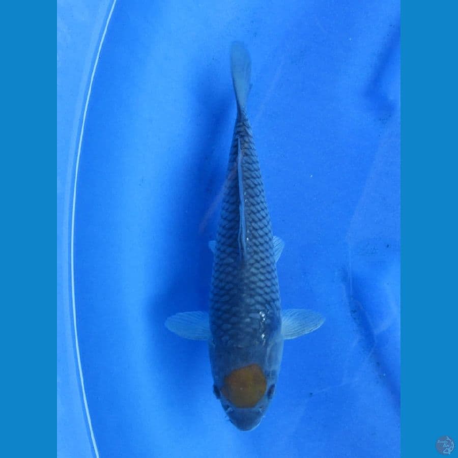 28cm - SQ Tancho