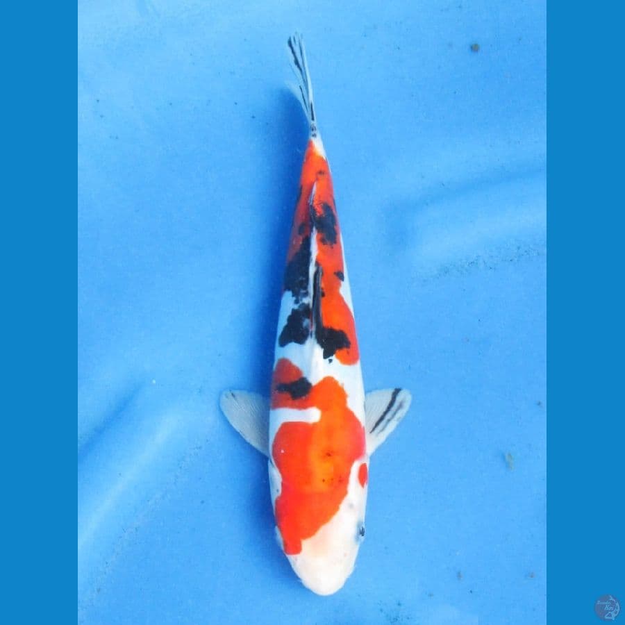 24cm - SQ Sanke Doitsu