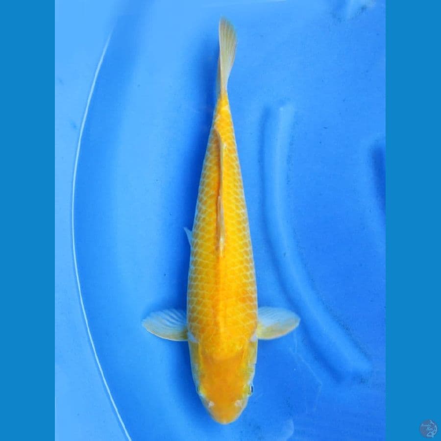 42cm - Jumbo Red Eye