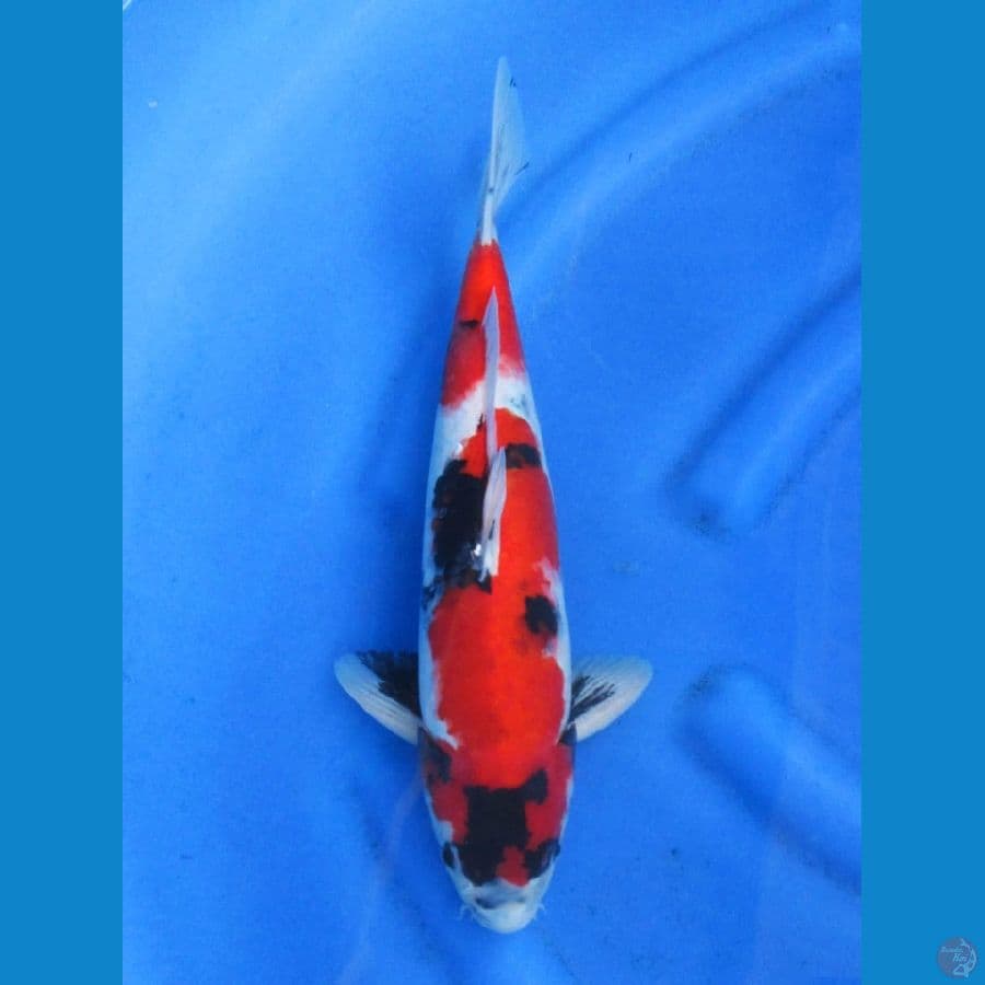 38cm - F1 Isa - Red Showa