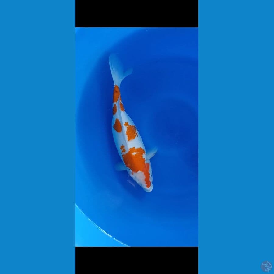 Kohaku short body