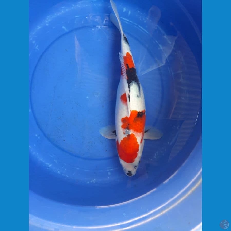 Showa 39cm Female