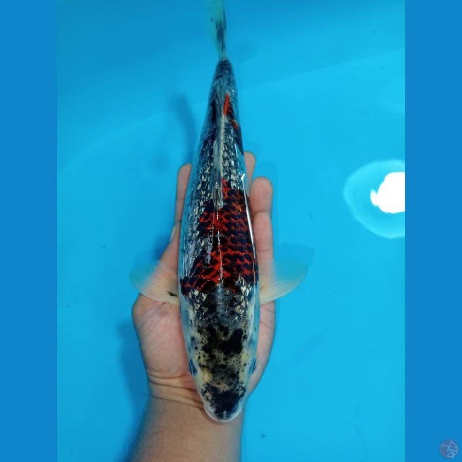 GOSIKI GOROMO.GINDRIN 29 CM