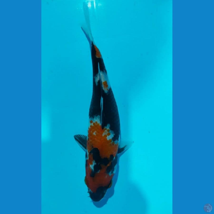 SHOWA (19CM)
