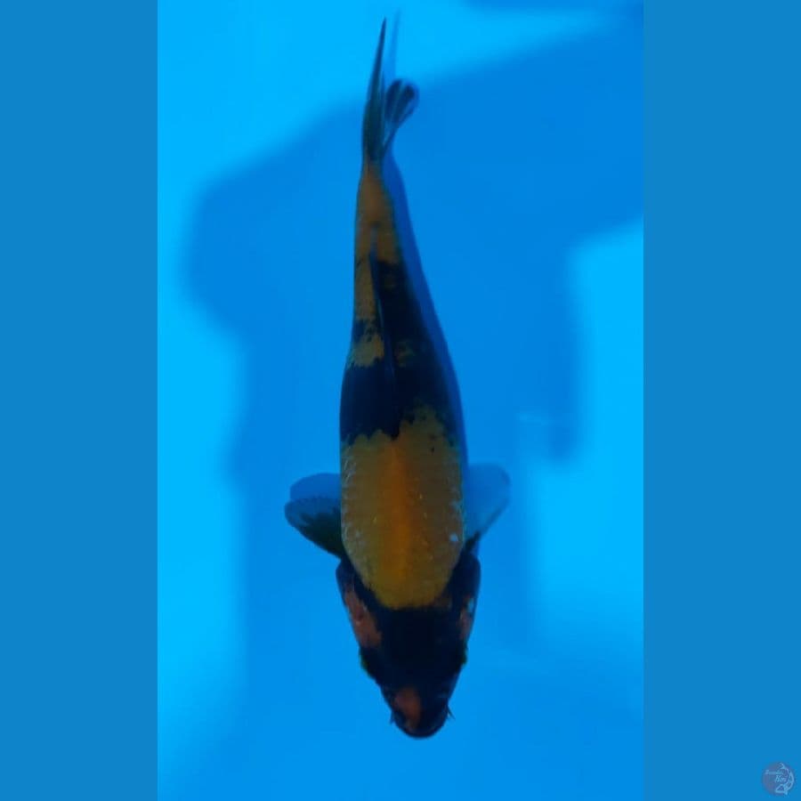 HI SHOWA (19CM)