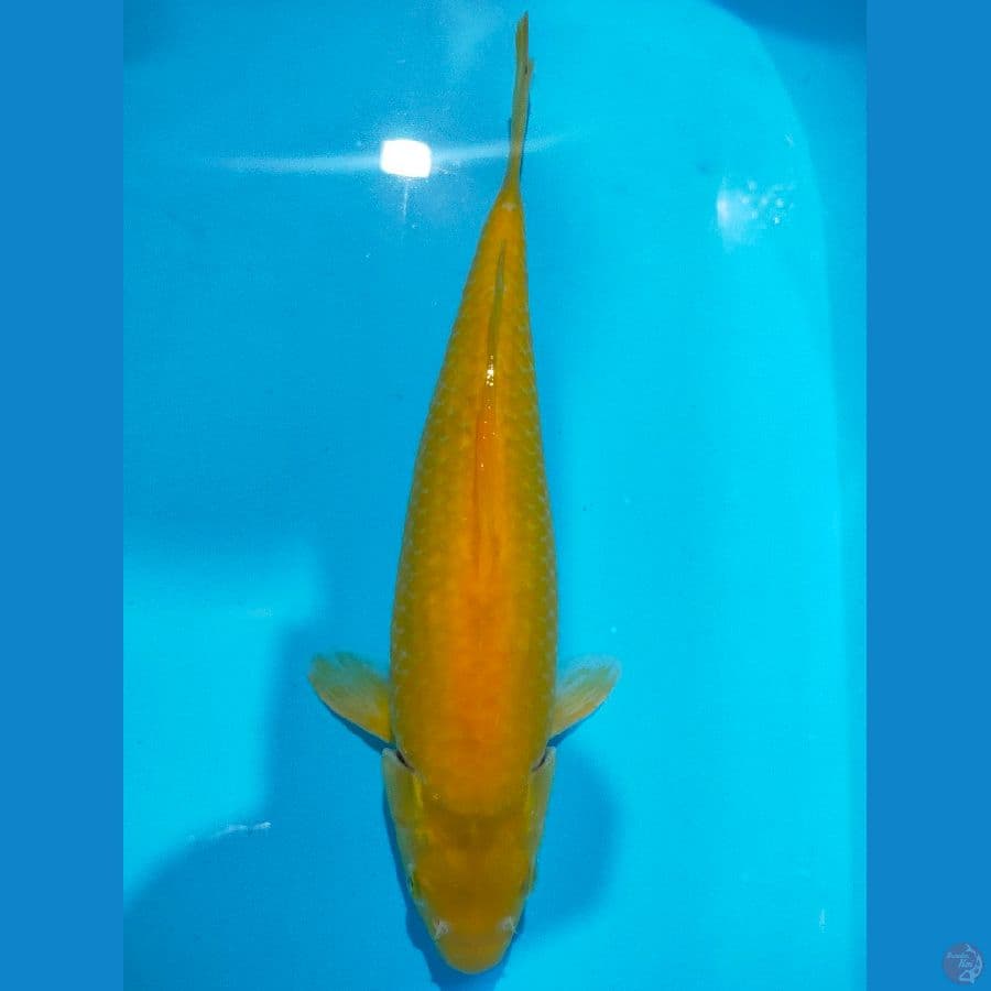 karashi