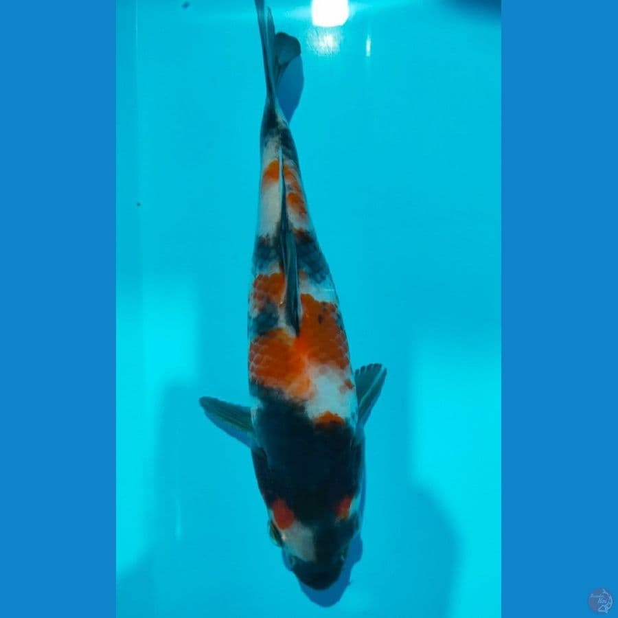 SHOWA (20CM)