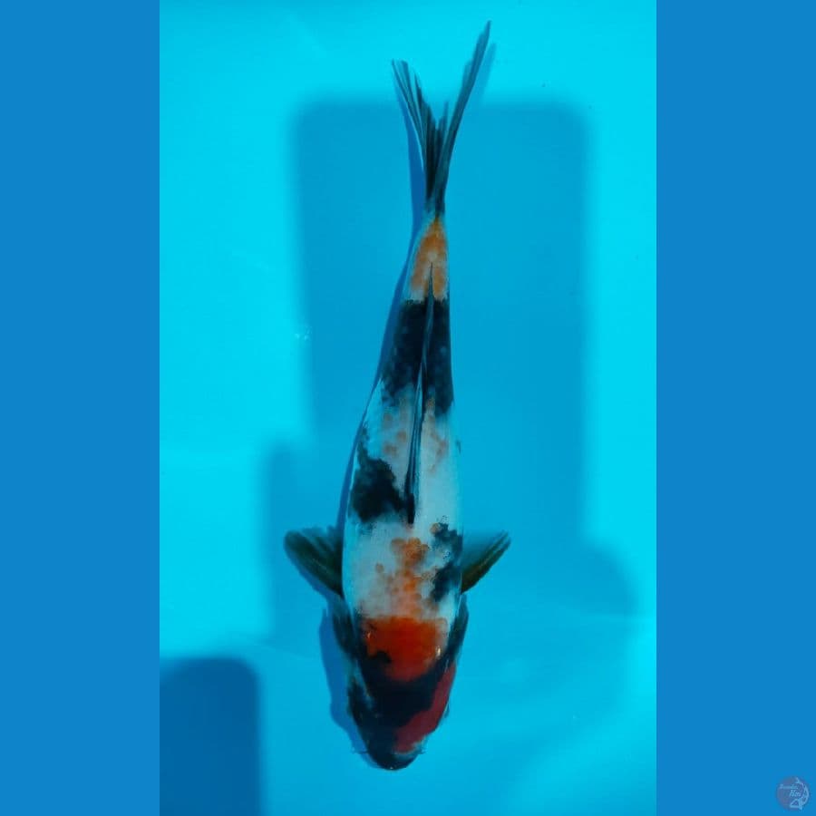 SHOWA (20CM)