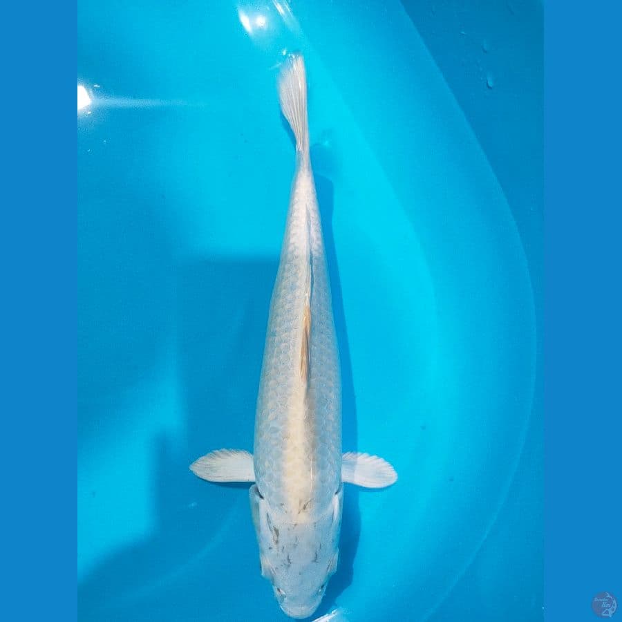 platinum 33 cm