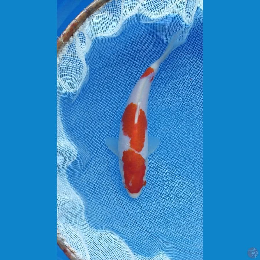 kohaku