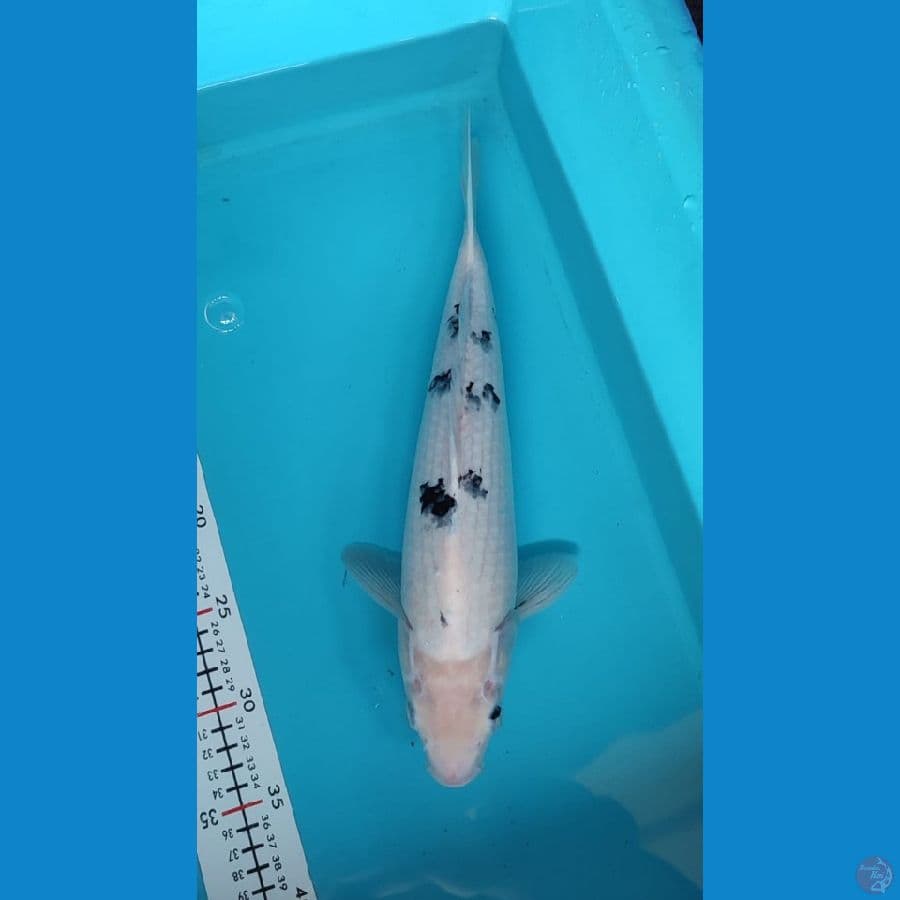 bekko F35cm