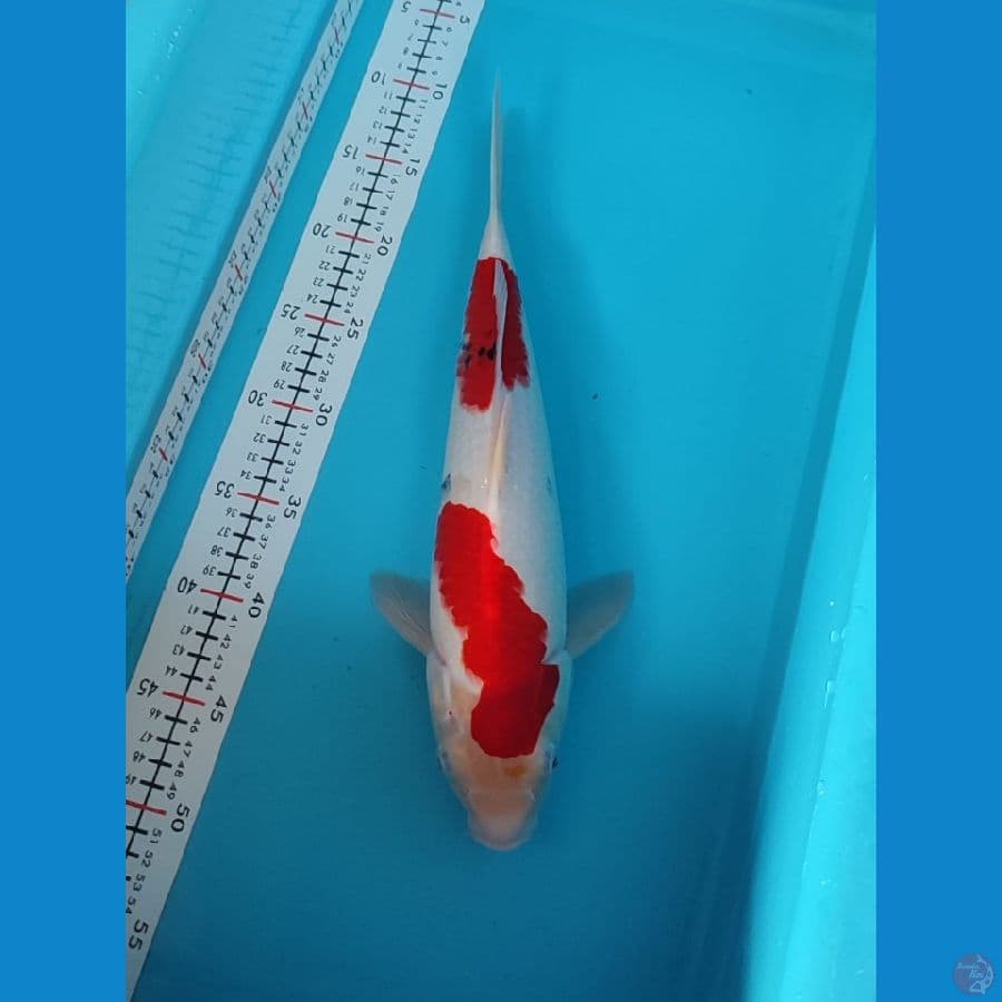 sanke F38cm