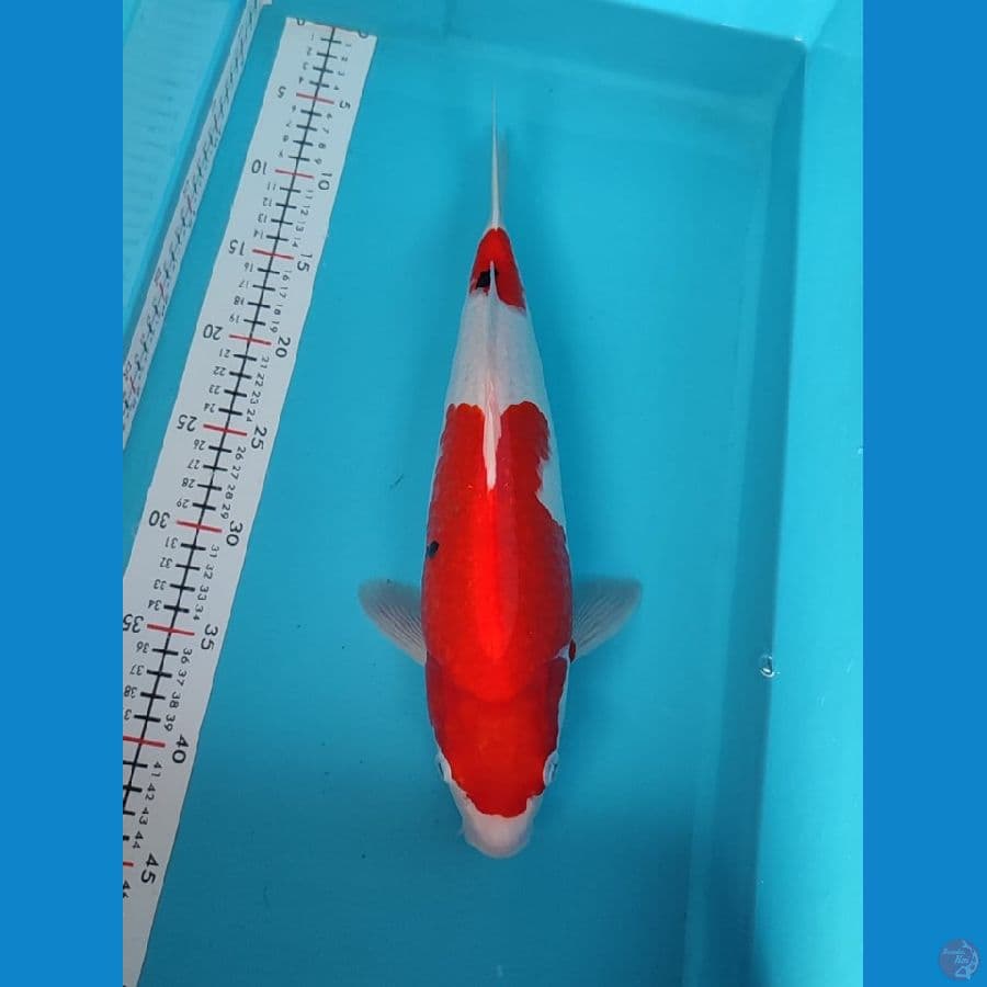 sanke MALE 38cm