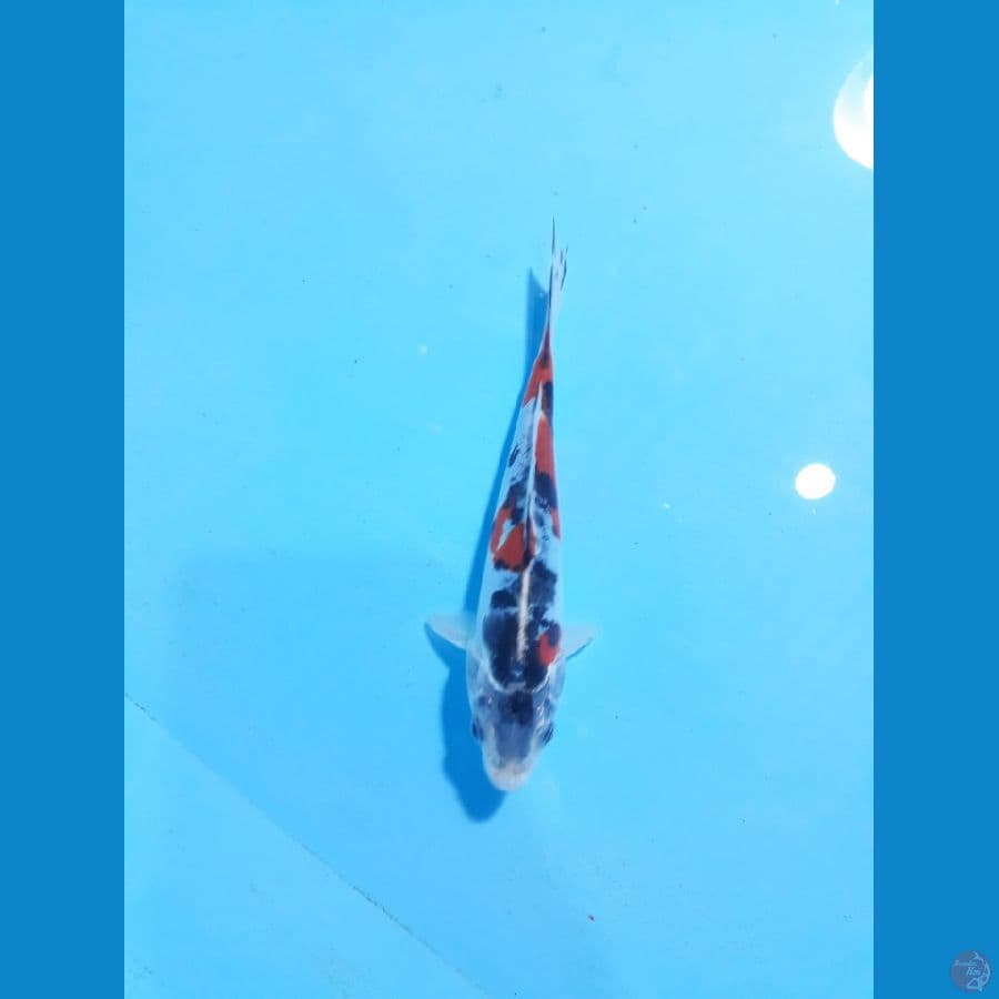 15cm kiko